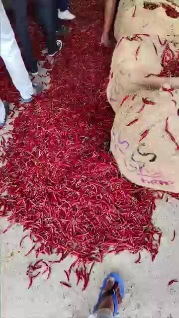 #తేజ డీలక్స్ 220-215 #subscribe #chilli #trendingshorts
