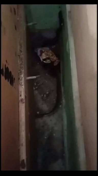 भिवानी सेक्टर 13 की मार्केट के रेस्तरा में निकला साँप, मच गया हड़कंप, संजय परमार बोले जहरीले नहीं होते ये सांप