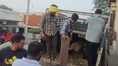 मथुरा के कोसीकलां में बुधवार तड़के गो-तस्करों और गोरक्षकों के बीच फिल्मी स्टाइल में मुठभेड़ हुई। पीछा कर रहे गोरक्षकों को रोकने के लिए तस्करों ने पिकअप और सेंट्रो कार से जानलेवा टक्कर मारने का प्रयास किया, लेकिन घेराबंदी कर तीन आरोपियों को पकड़ लिया गया। पुलिस ने पिकअप से क्रूरता पूर्वक बांधकर ले जाए जा रहे 5 गोवंशों को मुक्त कराया और आरोपियों के खिलाफ मुकदमा दर्ज कर आगे की कार्रवाई शुरू कर दी है।
#Mathuraviral #viralnews #BreakingNews #goseva #gotaskar