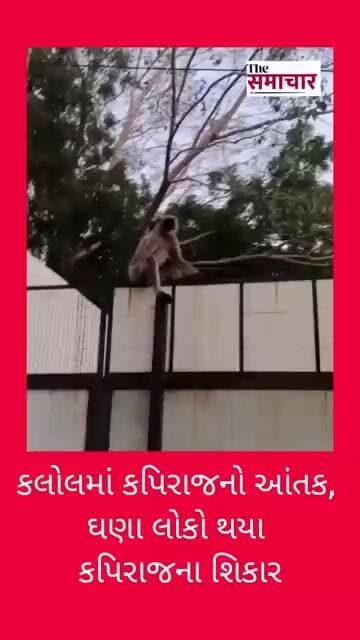 કલોલમાં કપિરાજનો આંતક, ઘણા લોકો થયા શિકાર#shortvideo#viralvideo #news