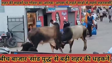 #शहर_की_सड़कों_पर_गोवंश_का_आतक_आपस_में_लड़ते_सांडों #से_सहमे_शहरवासी_सांड_युद्ध_से_बढ़ी_शहर_की_धड़कनें
#shahar #ki #sadako #par #govansh #ka #aatank #aapas #me #ladate #sando #se #sahame #shaharvasi #sand #yudh #se #badhi #shahar #ki #dhadkane #news #didwanajila