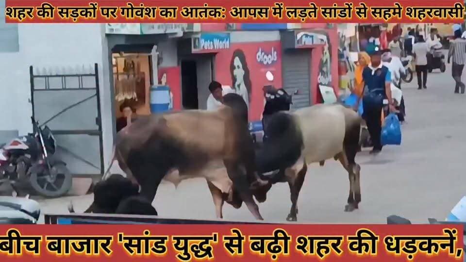 #शहर_की_सड़कों_पर_गोवंश_का_आतक_आपस_में_लड़ते_सांडों #से_सहमे_शहरवासी_सांड_युद्ध_से_बढ़ी_शहर_की_धड़कनें
#shahar #ki #sadako #par #govansh #ka #aatank #aapas #me #ladate #sando #se #sahame #shaharvasi #sand #yudh #se #badhi #shahar #ki #dhadkane #news #didwanajila