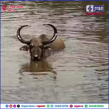 வளர்ப்பு எருமைகளால் சேறும் சகதியுமாக மாறும் அணை... வேதனையோடு மக்கள் பேட்டி | #RAGAMNEWS