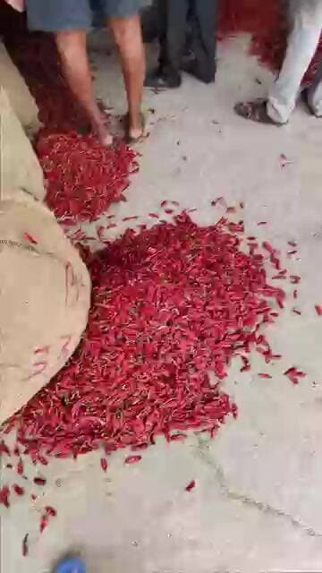 #క్లాసిక్ మీడియం 170-150-160 #subscribe #chilli #trendingshorts