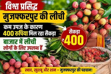 कम पैदावार का असर: मुजफ्फरपुर की लीची के दाम आसमान पर, 400 रुपए सैकड़ा बिक रही
#MuzaffarpurLitchi #LitchiPrice #BiharNews #FruitMarket #SummerSpecial #LitchiLovers #BreakingNews #AgriNews #ViralNews #Trending