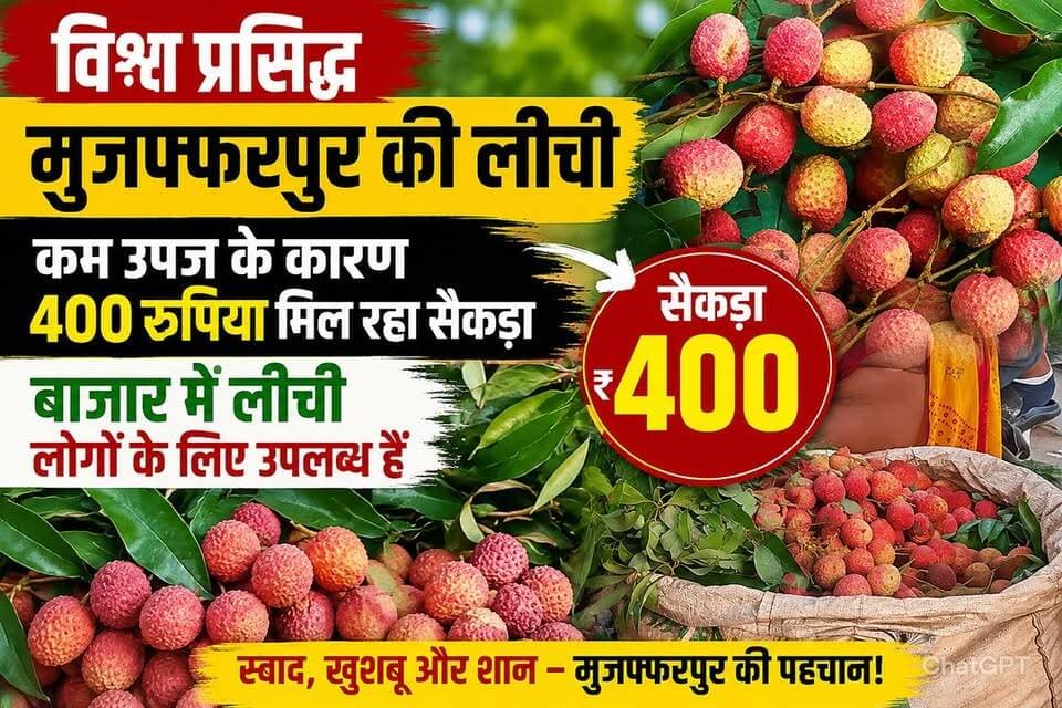 कम पैदावार का असर: मुजफ्फरपुर की लीची के दाम आसमान पर, 400 रुपए सैकड़ा बिक रही
#MuzaffarpurLitchi #LitchiPrice #BiharNews #FruitMarket #SummerSpecial #LitchiLovers #BreakingNews #AgriNews #ViralNews #Trending