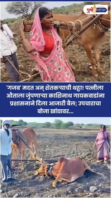 'गजब' मदत अन् शेतकऱ्याची थट्टा! पत्नीला औताला जुंपणाऱ्या काशिनाथ गायकवाडांना प्रशासनाने दिला आजारी बैल; उपचाराचा बोजा खांद्यावर...
लातूर जिल्ह्यातील देवणी तालुक्यातील बोंबळी येथील शेतकरी काशिनाथ गायकवाड यांची व्यथा पाहून संपूर्ण महाराष्ट्र हळहळला होता. वीज कोसळून एका बैलाचा मृत्यू झाल्याने पैशांअभावी त्यांनी आपल्या पत्नीलाच औताला जुंपून शेताची मशागत सुरू केली होती. हा व्हिडीओ सोशल मीडियावर व्हायरल झाल्यानंतर प्रशासनाने 10 जून रोजी तातडीने त्यांना एक बैल दिला. मात्र, प्रशासनाचा हा कारभार किती 'गजब' आणि संवेदनाहीन आहे, याचा प्रत्यय अवघ्या दोन दिवसांतच आला आहे.
मदतीचा मोठा गाजावाजा करत पशुसंवर्धन विभागाने दिलेला हा बैल दोनच दिवसांत शेतात काम करताना खाली बसला आणि त्याने मान टाकली. पशुवैद्यकीय डॉक्टरांनी तपासणी केली असता हा बैल गंभीर आजारी असल्याचं समोर आलं. परिणामी, संकटग्रस्त शेतकऱ्याला मदत मिळण्याऐवजी आता त्या आजारी बैलाच्या उपचाराचा अतिरिक्त आर्थिक बोजा सहन करावा लागत आहे.
.
.
.
#Latur
#FarmerCrisis
#MaharashtraGovernment
#SocialMediaViral
#JusticeForFarmers
#SaveOurFarmers
#FarmerSupport