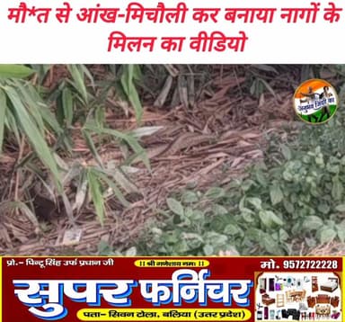 मांझी प्रखंड के मझनपूरा गांव में स्थित बांस के बागान में शुक्रवार को दोपहर दो विशालकाय नागों के सहवास करने के दौरान जान जोखिम में डालकर बनाया गया अजीबोगरीब वीडियो सोशल मीडिया पर हुआ वायरल। मौके पर देखने वाले लोगों की जुटी भीड़। #Manjhi #saran #chaprabihar
#ViralVideo #SnakeCouple #BiharNews #DangerousStunt #NatureWildlife #Majhi #Manjhanpura #ViralSnakeVideo #IndiaTrending