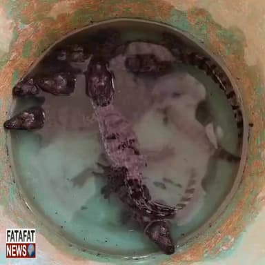छत्तीसगढ़ में बिलासपुर के रतनपुर स्थित बिकमा तालाब के किनारे सुबह मगरमच्छ के 6 नन्हे बच्चे रेंगते हुए दिखने से ग्रामीणों में कौतूहल मच गया। माना जा रहा है कि मादा मगरमच्छ के अंडों से ये बच्चे हाल ही में बाहर आए हैं। ग्रामीणों की सूचना पर रतनपुर पुलिस और स्थानीय पार्षद ने मुस्तैदी दिखाते हुए सभी बच्चों को सुरक्षित रेस्क्यू किया, जिसके बाद वन विभाग की टीम ने उन्हें उनके प्राकृतिक आवास खुटाघाट डैम में सुरक्षित छोड़ दिया है।
हालांकि, ग्रामीणों के अनुसार तालाब में अभी भी 3 बड़े मगरमच्छ मौजूद हैं, जिससे खतरा बना हुआ है। वन्यप्राणियों की मौजूदगी को देखते हुए वन विभाग की टीम लगातार इलाके की निगरानी कर रही है। साथ ही प्रशासन ने मुनादी (ढिंढोरा) पिटवाकर स्थानीय लोगों को तालाब के पास सावधानी बरतने की अपील की है और किसी भी वन्यजीव के दिखने पर तुरंत सूचना देने के निर्देश दिए हैं।
#BilaspurNews #Ratanpur #WildlifeRescue #CrocodileRescue #ChhattisgarhNews #ForestDepartment #Alert #FatafatNews