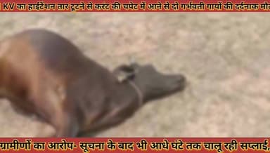 #बिजली_विभाग_की_बड़ी_लापरवाही_11_KV_का_हाईटेंशन_तार_टूटने_से_करंट_की_चपेट_में_आने_से_दो_गायों_की_मौत
#bijali #vibhag #ki #badi #laparwahi #11 #kv #ka #haitenshan #taar #tutane #se #karant #ki #chapet #me #aane #se #do #gayo #ki #mout #news #didwanajila