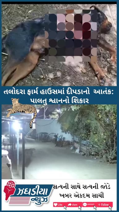 તલોદરા ફાર્મ હાઉસમાં દીપડાનો આતંક: પાલતુ શ્વાનનો શિકાર.#તલોદરા #દીપડો #BreakingNews LeopardAttack