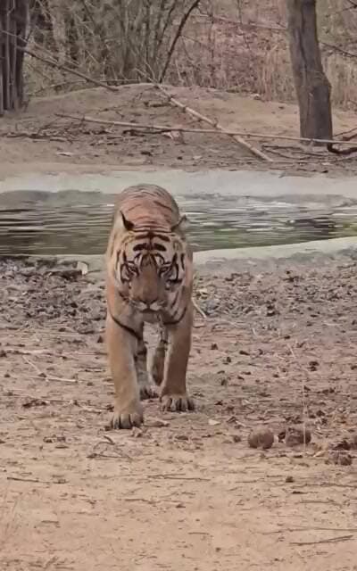 #tiger