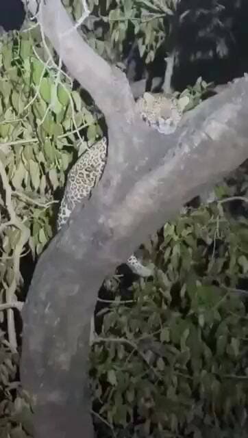 #wildlife