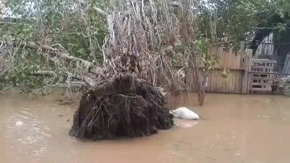 बहरोड़ शहर में पोस्टओफिस के सामने तेज हवा और लगातार जलभराव के कारण पुराना बरगद का पेड़ गिरा, 11 हजार केवी विद्युत लाइन टूटी... #behrornews