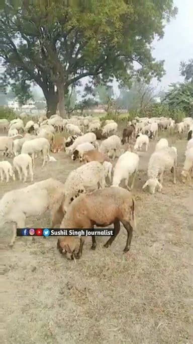 भेड़ पालन करने का सुनहरा अवसर 90 प्रतिशत सब्सिडी
#sheepfarming #maunews #MAU