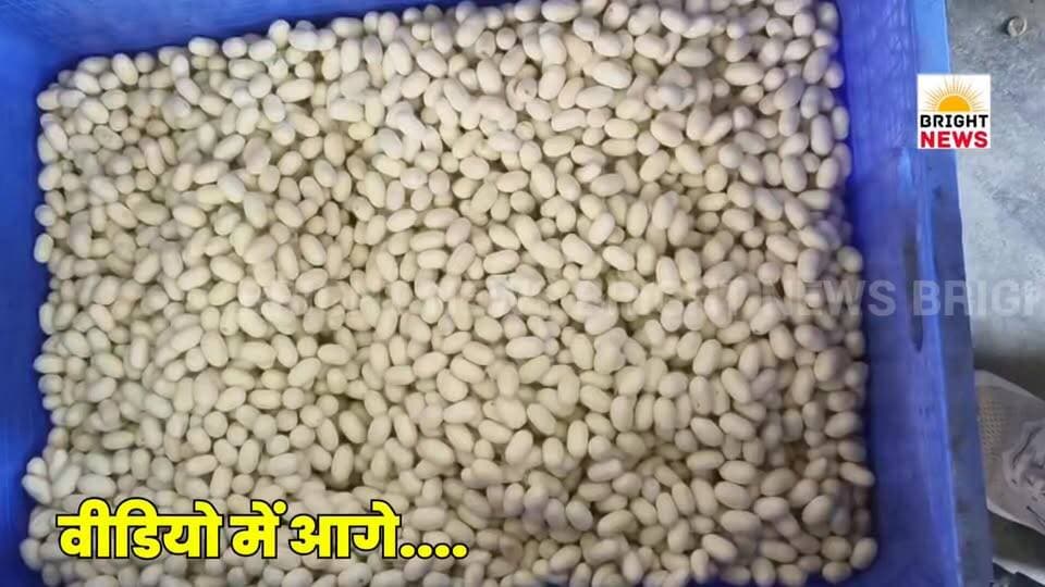 -#घुमारवीं -- कोकून के दाम पहुंचे रिकॉर्ड ऊंचाई पर, घुमारवीं में बिका 1,960 रुपये किलो....
#BrightNews #BrightNewsHimachal #BilaspurNews #GhumawinNews #HimachalPradesh #HPNews #HimachalUpdates #BreakingNews #LatestNews #CocoonPrice #CocoonMandi #RecordPrice #1960PerKg #SilkFarming #ReshamUtpadan #Sericulture #ReshamKeetPaalan #KisanNews #FarmersIncome #KisanKiAay #MSP #MinimumSupportPrice #MSPHike #KhuliBoli #OpenAuction #AGradeCocoon #ReshamVibhag #AgricultureNews #KrishiSamachar #RuralEconomy #GraminArthvyavastha #AtiriktAay #ExtraIncome #KamLagatZyadaMunafa #SelfEmployment #Swarojgar #AatmanirbharBharat #AatmanirbharKisan #HimachalFarmers #BilaspurFarmers #GhumawinMandi #SilkIndustry #ReshamUdhyog #Vyapari #Traders #PratispardhiDaam #CompetitivePrice #HimachalSarkar #SarkariYojana #GovtScheme #KisanKalyan #HimachalAgriculture #PahadiKisan #HimachalDiaries #DevBhoomiHimachal #HimachalBreaking #KisanKhushal #RuralDevelopment #GraminVikas #Employment #Rojgar #SuccessStory #KisanKiJeet