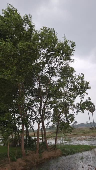 मेरे गांव का मौषम