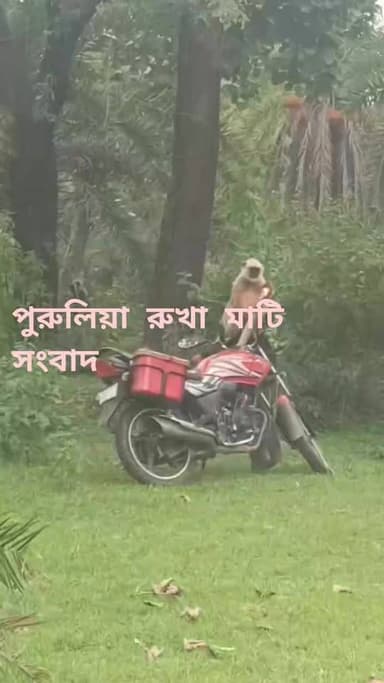 পেট্রোলের ক্রমবর্ধমান দামে যখন মোটরবাইক চালানো সাধারণ মানুষের কাছে ক্রমশ ব্যয়বহুল হয়ে উঠছে, তখন পুরুলিয়ার আড়শা এলাকায় দেখা গেল এক অভিনব দৃশ্য। রাস্তার ধারে দাঁড়িয়ে থাকা একটি মোটরবাইকের উপর উঠে বসে পড়ে একটি হনুমান। শুধু বসেই নয়, কখনও হ্যান্ডেলের দিকে হাত বাড়াতে, আবার কখনও চারপাশে তাকিয়ে থাকতে দেখা যায় তাকে। যেন বাইক চালানোর প্রস্তুতিই নিচ্ছে সে!
এই মজার দৃশ্য দেখতে মুহূর্তের মধ্যেই ভিড় জমান স্থানীয় বাসিন্দারা। অনেকেই মোবাইলে ভিডিও ধারণ করেন। পরে সেই ভিডিও সামাজিক মাধ্যমে ছড়িয়ে পড়তেই শুরু হয়েছে হাস্যরসের বন্যা।
পেট্রোলের বাজারে মানুষের দুশ্চিন্তার মাঝে আড়শার এই হনুমান এখন এলাকাজুড়ে চর্চার কেন্দ্রবিন্দু।