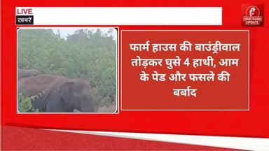 मरवाही में हाथियों का आतंकः फार्म हाउस की बाउंड्रीवाल तोड़कर घुसे 4 हाथी, आम के पेड और फसले की बर्बाद #chhattisgarhupdaet #Marwahi #Elephant Terror
#ElephantAttack #ChhattisgarhNews #Wildlife
#ForestDepartment
