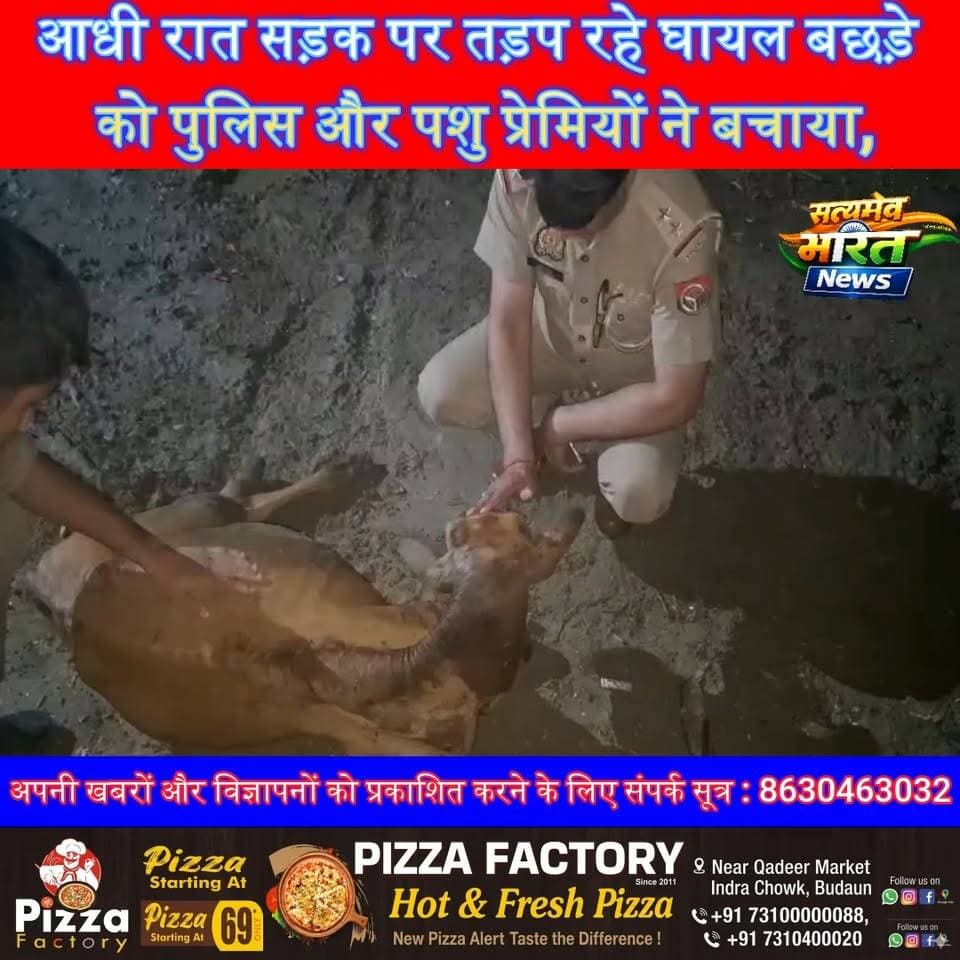 आधी रात सड़क पर तड़प रहे घायल बछड़े को पुलिस और पशु प्रेमियों ने बचाया, इंसानियत की मिसाल बनी रेस्क्यू टीम | #Badaun #CivilLines #AnimalRescue #Humanity #UPPolice #BreakingNews #ViralNews #GoodNews Vikendra Sharma Budaun Police