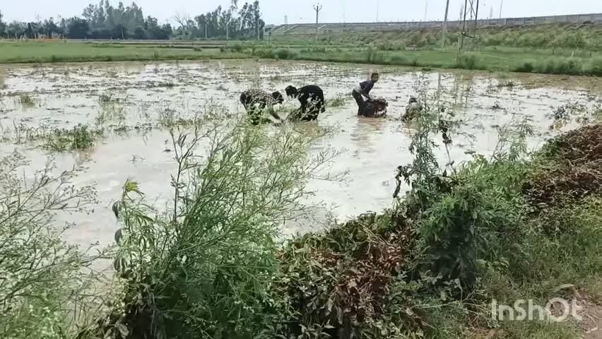 जलालाबाद: कलेक्टरगंज में बेमौसम बारिश से डूबी मूंगफली की फसल, किसानों को हुआ लाखों का नुकसान