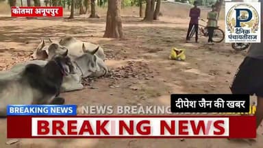 कोतमा मे पुलिस की बड़ी कार्यवाही 18 बैलो को बचाया 3 गिरफ्तार | #anuppur_news #animalrescue
