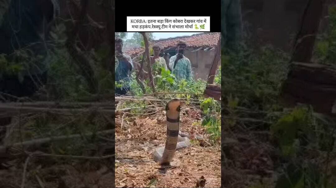 कोरबा में 11 फीट के किंग कोबरा ने मचाई दहशत. रेस्क्यू टीम ने संभाला मोर्चा..#korba #korbanews