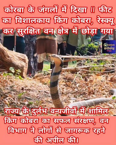 कोरबा के जंगलों में दिखा 11 फीट का विशालकाय किंग कोबरा, रेस्क्यू कर सुरक्षित वन क्षेत्र में छोड़ा गया
कोरबा (नवचेतना न्यूज़ छत्तीसगढ़)। जिले के वनमंडल अंतर्गत पसरखेत रेंज के ग्राम छुईढोड़ा में एक विशालकाय किंग कोबरा (King Cobra) के दिखाई देने की सूचना ग्रामीणों द्वारा वन विभाग को दिया गया, ग्रामीणों के अनुसार यह दुर्लभ एवं विषैला सर्प अचानक से घर में घुस गया, वही घर के भीतर बैठे लोग इतने बड़े सांप को देख कर डर से चिल्लाते हुए तत्काल बाहर निकल गएl घटना की सूचना मिलते ही वन विभाग के अधिकारी एवं वन्यजीव रेस्क्यू टीम गांव के लिए रवाना हुए।
प्रधान मुख्य वन संरक्षक एवं वन बल प्रमुख (छ ग) श्री अरुण पांडे के वन्य जीव संरक्षण की नई दिशा एवं मुख्य वन संरक्षक बिलासपुर श्री मनोज पाण्डेय,कोरबा वनमण्डलाधिकारी श्रीमती प्रेमलता यादव के निर्देशानुसार एवं उप वनमण्डलाधिकारी दक्षिण के मार्गदर्शन पर रेस्क्यू अभियान चलाया गया,जितेंद्र सारथी एवं सिद्धांत जैन �