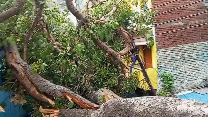 आंधी में गिरा पीपल का पेड़, क्षेत्रवासियों को हो रही परेशानी
नगर निगम से शीघ्र हटवाने की मांग, हादसे की आशंका
बरेली। कटी कुइयां आजमनगर वार्ड संख्या 20 में तेज आंधी के कारण एक पीपल का पेड़ गिर गया है, जिससे क्षेत्र के लोगों को काफी परेशानी का सामना करना पड़ रहा है। स्थानीय निवासियों का कहना है कि पेड़ रास्ते में गिरा होने के कारण आवागमन बाधित हो गया है और छोटे-छोटे बच्चों, बुजुर्गों तथा राहगीरों को निकलने में दिक्कत हो रही है।
क्षेत्रवासियों ने आशंका जताई है कि यदि समय रहते पेड़ को नहीं हटाया गया तो कोई बड़ा हादसा हो सकता है। लोगों ने नगर निगम प्रशासन से तत्काल संज्ञान लेकर गिरे हुए पेड़ को हटवाने तथा मार्ग को सुचारु कराने की मांग की है।
स्थानीय नागरिकों का कहना है कि जनहित को देखते हुए नगर निगम की टीम को जल्द मौके पर पहुंचकर समस्या का समाधान करना चाहिए, ताकि क्षेत्रवासियों को राहत मिल सके।
#वायरलनयूज़ #BAREILLYNEWS #मुख्यमंत्रीयोगीआदित्यनाथ #नगरनिगमबरेली
