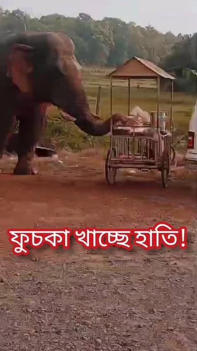 ফুচকা খাচ্ছে হাতি! #Ramlal #elephant
