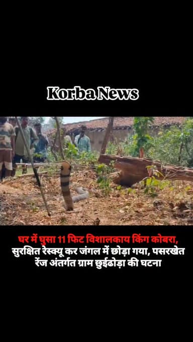 घर में घुसा 11 फिट विशालकाय किंग कोबरा, सुरक्षित रेस्क्यू कर जंगल में छोड़ा गया, पसरखेत रेंज अंतर्गत ग्राम छुईढोड़ा की घटना