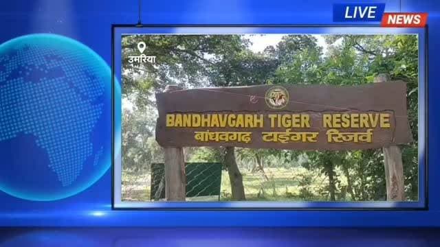 💥मानव-हाथी संघर्ष रोकने की तैयारी, बाँधवगढ़ के वनकर्मियों को विशेष प्रशिक्षण
जंगली हाथियों की बढ़ती मौजूदगी के बीच बाँधवगढ़ टाइगर रिजर्व के 5 वन रक्षकों सहित मध्य प्रदेश के 30 वनकर्मियों ने पश्चिम बंगाल में विशेष प्रशिक्षण प्राप्त किया। प्रशिक्षण में मानव-हाथी संघर्ष कम करने, हाथियों के व्यवहार अध्ययन और आधुनिक प्रबंधन तकनीकों की जानकारी दी गई। यह पहल वनकर्मियों की क्षमता बढ़ाने के साथ ग्रामीणों की सुरक्षा सुनिश्चित करने में भी मददगार होगी।
रिपोर्ट - दीपक वर्मा, उमरिया
#Bandhavgarh
#UmariaNews
#BandhavgarhTigerReserve
#MPNews
#wildlifeindia