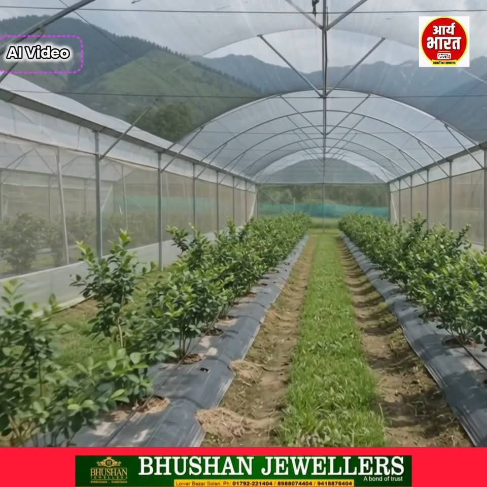 🍇 सोलन के किसानों की चमकी किस्मत!
ब्लूबेरी की खेती बनी कमाई का नया जरिया, बाजार में मिल रहा ₹1000/kg तक का शानदार दाम। हिमाचल में बागवानी का नया अध्याय शुरू! 🌱💰
#BlueberryFarming #Solan #HimachalPradesh #FarmersSuccess #Horticulture #Kisan