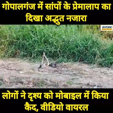 गोपालगंज में दिखा सांपों के प्रेमालाप का अद्भुत नजारा #viralpost2025シ #रील #trendingreels #viral #पटना #reels #memes #POST #bhorenewsupdate #post #siwan #reelsviralシ #job #Dubai #reelsi̇nstagram #reelsviralシfyp #cr7