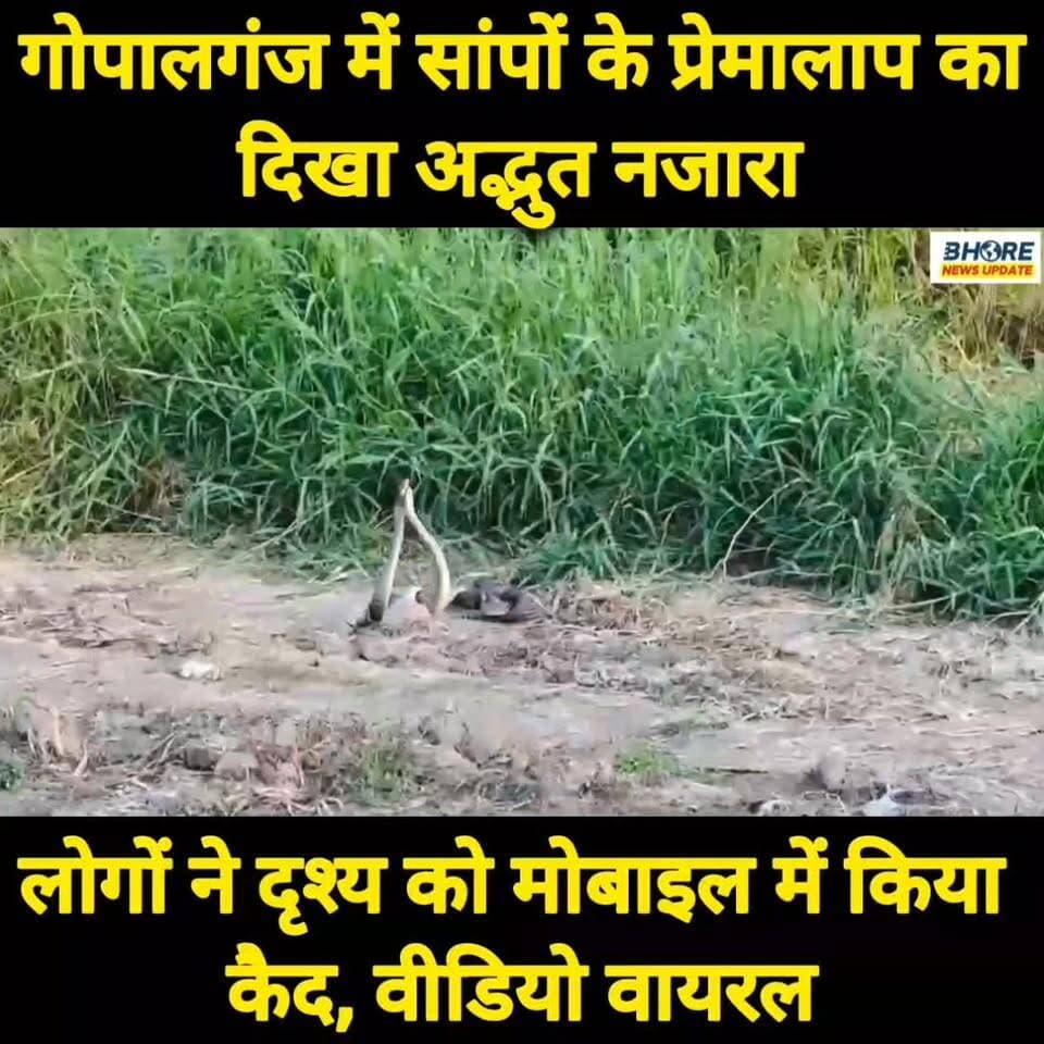 गोपालगंज में दिखा सांपों के प्रेमालाप का अद्भुत नजारा #viralpost2025シ #रील #trendingreels #viral #पटना #reels #memes #POST #bhorenewsupdate #post #siwan #reelsviralシ #job #Dubai #reelsi̇nstagram #reelsviralシfyp #cr7