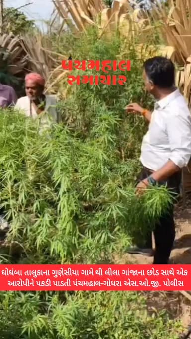 ઘોઘંબા તાલુકાના ગુણેસીયા ગામે થી લીલા ગાંજાના છોડ નંગ-૧૬ જેનુ વજન ૯.૦૫૦ કિગ્રા કિંમત રૂ.૪,૫૨,૫૦૦/- ના મુદ્દામાલ સાથે એક આરોપીને પકડી પાડતી પંચમહાલ-ગોધરા એસ.ઓ.જી. પોલીસ
#panchmahalsamachar #panchmahalnews #news #panchmahal #topview