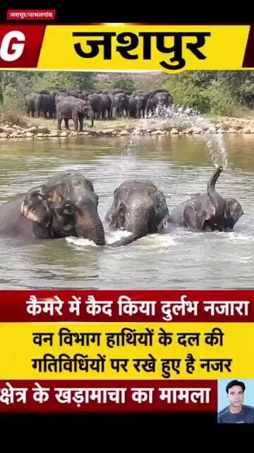 भीषण गर्मी में हाथियों की मस्ती | जशपुर/पत्थलगांव से सामने आया VIDEO#jashpurnews #हाथी
