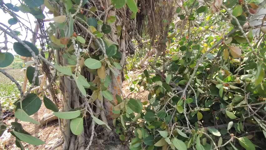ग्राम ककरेया में 50 साल पुराना बरगद/पीपल का पेड़ जिसकी समस्त ग्रामवासी पूजा करते थे जो अवैध रूप से तेज सिंह ne kata