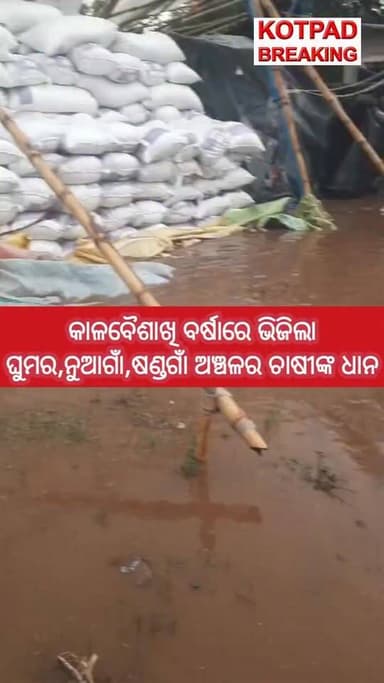 #ବର୍ଷାରେ_ଭିଜିଲା_କୋଟପାଡ଼_ଚାଷୀଙ୍କ_ଧାନ
କାଳବୈଶାଖି ବର୍ଷାରେ ଭିଜିଲା ଘୁମର,ନୁଆଁଗାଁ,ଷଣ୍ଡଗାଁ ଅଞ୍ଚଳର ଚାଷୀଙ୍କ ଧାନ #kotpadbreakingnews #kotpad #kalabaisakhi #heavyrain Bdo Kotpad District Magistrate Koraput Rupu Bhatra CMO Odisha #HeavyRainfall #FarmerLoss #croploss #PaddyLoss #farmerissue #agriculture #viralvideo #fbviralvideo #nonfollowers #thankyou #Odisha #OdishaNews