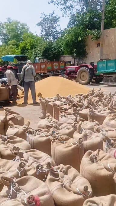 भरतपुर सरसों मंडी में सरसों की जोरदार आवक