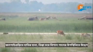 জলপাইগুড়িতে হাতির হানা, তিস্তা চরে বিশাল পালের উপস্থিতিতে উদ্বেগ