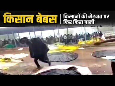 किसान बेबस | किसानों की मेहनत पर फिर फिरा पानी #kisan_ki_mehant_pr_fira_paani #shamgadh #kisan_news