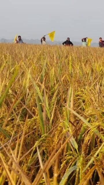 #kurefultv #Banga Bandhu paddy variety,#Mali seeds ବଙ୍ଗ ବନ୍ଧୁ ଧାନ,#ଵଙ୍ଗ ବନ୍ଧୁ,#32-35 କୁଇଣ୍ଟାଲ୍ ଏକର