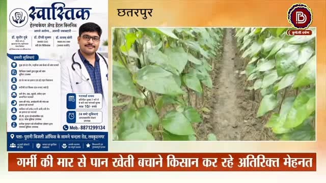 पान की हर पत्ती के पीछे छिपी है किसानों की कड़ी मेहनत और संघर्ष की कहानी #बुन्देलखण्ड