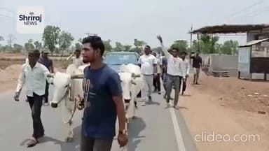 पेट्रोल और डीजल की बढ़ती कीमतों को लेकर आज बलौदाबाजार में कांग्रेस कार्यकर्ताओं ने अनोखे अंदाज में विरोध प्रदर्शन किया। कांग्रेस नेताओं और कार्यकर्ताओं ने बैलगाड़ी से एक कार को खींचते हुए पेट्रोल पंप तक पहुंचकर केंद्र सरकार के खिलाफ जमकर नारेबाजी की।
प्रदर्शनकारियों का कहना था कि लगातार बढ़ती ईंधन कीमतों ने आम जनता, किसानों और व्यापारियों की कमर तोड़ दी है। इसी विरोध को अनोखे तरीके से दिखाने के लिए बैलगाड़ी में कार को बांधकर पेट्रोल पंप तक ले जाया गया, ताकि सरकार को जनता की परेशानी का एहसास कराया जा सके।
कांग्रेस नेताओं ने आरोप लगाया कि महंगाई लगातार बढ़ रही है और पेट्रोल-डीजल के दाम आम लोगों की पहुंच से बाहर होते जा रहे हैं। उन्होंने सरकार से ईंधन कीमतों में राहत देने की मांग की।
इस अनोखे प्रदर्शन को देखने के लिए बड़ी संख्या में लोग मौके पर जुटे और पूरे शहर में इसकी चर्चा रही।
#BalodaBazar #PetrolDieselPrice #CongressProtest #ChhattisgarhNews #Mahangai ShrirajNews