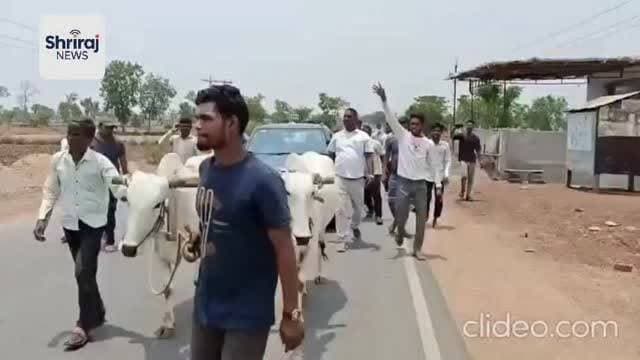 पेट्रोल और डीजल की बढ़ती कीमतों को लेकर आज बलौदाबाजार में कांग्रेस कार्यकर्ताओं ने अनोखे अंदाज में विरोध प्रदर्शन किया। कांग्रेस नेताओं और कार्यकर्ताओं ने बैलगाड़ी से एक कार को खींचते हुए पेट्रोल पंप तक पहुंचकर केंद्र सरकार के खिलाफ जमकर नारेबाजी की।
प्रदर्शनकारियों का कहना था कि लगातार बढ़ती ईंधन कीमतों ने आम जनता, किसानों और व्यापारियों की कमर तोड़ दी है। इसी विरोध को अनोखे तरीके से दिखाने के लिए बैलगाड़ी में कार को बांधकर पेट्रोल पंप तक ले जाया गया, ताकि सरकार को जनता की परेशानी का एहसास कराया जा सके।
कांग्रेस नेताओं ने आरोप लगाया कि महंगाई लगातार बढ़ रही है और पेट्रोल-डीजल के दाम आम लोगों की पहुंच से बाहर होते जा रहे हैं। उन्होंने सरकार से ईंधन कीमतों में राहत देने की मांग की।
इस अनोखे प्रदर्शन को देखने के लिए बड़ी संख्या में लोग मौके पर जुटे और पूरे शहर में इसकी चर्चा रही।
#BalodaBazar #PetrolDieselPrice #CongressProtest #ChhattisgarhNews #Mahangai ShrirajNews