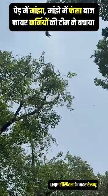 पेड़ में मांझे से फंसा बाज, फायर कर्मियों ने बचाई जान | LNJP हॉस्पिटल के बाहर चला रेस्क्यू ऑपरेशन