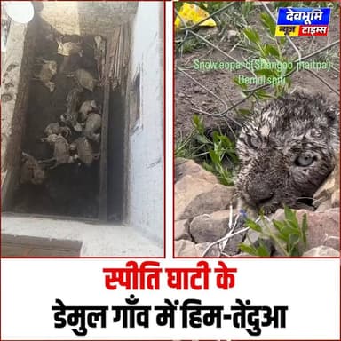स्पीति घाटी के डेमुल गाँव में हिम-तेंदुआ
#devbhoominewstimes #spitivalley #snowleopard #nature