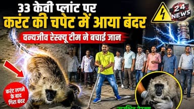 33 केवी प्लांट पर करंट की चपेट में आया बंदर, वन्यजीव रेस्क्यू टीम ने बचाई जान
