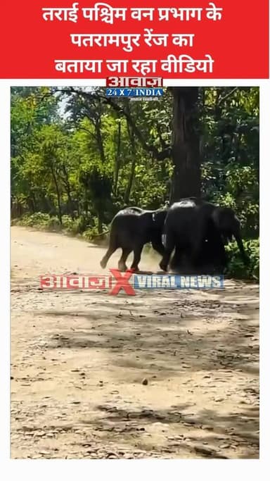 ऊधमसिंहनगर: एक-दूसरे के साथ खेलते दो हाथियों का वीडियो वायरल! तराई पश्चिम वन प्रभाग के पतरामपुर क्षेत्र का बताया जा रहा वीडियो